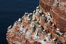 220px Colony Northern Gannet Morus bassanus