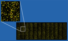220px Microarray2