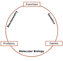 220px Schematic relationship between biochemistry genetics and molecular biology.svg