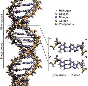 360px DNA StructureKeyLabelled