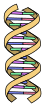 DNA simple.svg