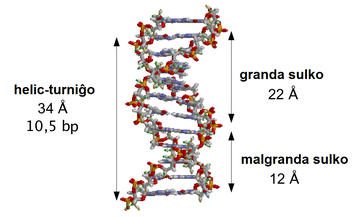 Hendiduras mayor menor eo