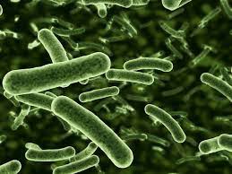 Read more about the article School of Life-Science￼
