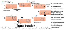 Transduction image.pdf