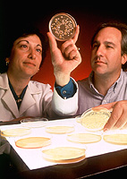 Read more about the article Bachelor of Science in Microbiology (B.Sc – Microbiology) 07￼