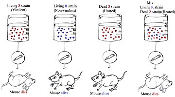 Bachelor of Science Microbiology (CBM) – Chemistry, Botany, Microbiology 07 4 01 dna