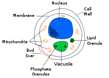 Master of Science in Microbiology (M.Sc.Microbiology) 15 2 1w