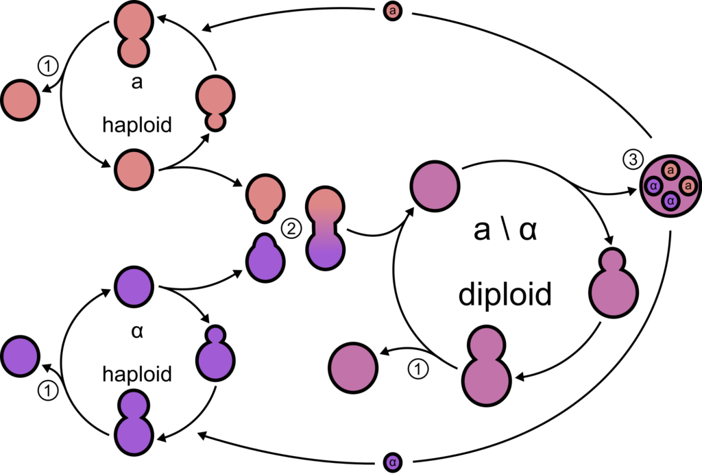 2000px Yeast lifecycle.svg