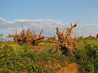 Read more about the article Bachelor of Science Forestry (Botany, Zoology, forestry) 08