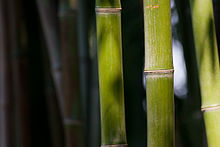Read more about the article Bachelor of Science Forestry (Botany, Zoology, forestry) 09
