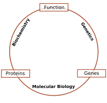Bachelor of Science Microbiology (CBM) – Chemistry, Botany, Microbiology 08 2 220px Schematic relationship between biochemistry genetics and molecular biology.svg