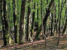 Read more about the article Bachelor of Science Forestry (Botany, Zoology, forestry) 02