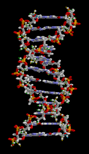 Bachelor of Science Microbiology (CBM) – Chemistry, Botany, Microbiology 08 3 DNA animation