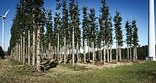 Bachelor of Science Forestry (Botany, Zoology, forestry) 04 3 Gewinnung von Schnittreisig