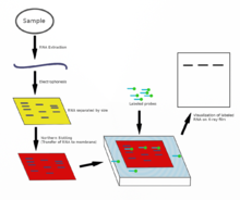 Northern blot diagram