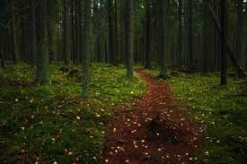 Read more about the article Bachelor of Science Forestry (Botany, Zoology, forestry) 11