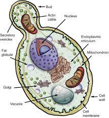 Read more about the article Master of Science in Microbiology (M.Sc.Microbiology) 13￼