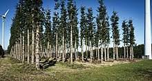 Bachelor of Science Forestry (Botany, Zoology, forestry) 12 3 tgh 1