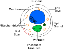 Read more about the article Master of Science in Microbiology (M.Sc.Microbiology) 11￼