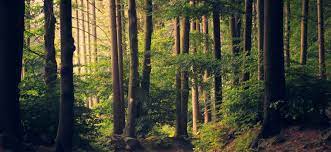 Read more about the article Bachelor of Science Forestry (Botany, Zoology, forestry) 13