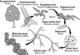 Bachelor of Science Biology (CBZ) – Chemistry, Botany, Zoology 14 3 yjht