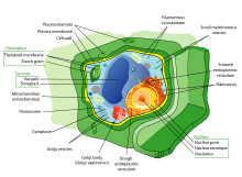 220px Plant cell structure en.svg