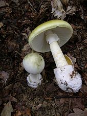Bachelor of Science Bachelor of Science in (PMIT) – Physics, Mathematics, Information Technology in Placement 7 170px Amanita phalloides 1