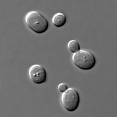170px S cerevisiae under DIC microscopy