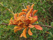 220px Aecidium magnellanicum