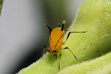 220px Aphid sap
