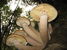 220px Armillaria ostoyae MO 1