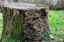 Bachelor of Science Bachelor of Science in (PMIT) – Physics, Mathematics, Information Technology Latest 2 220px Fungus in a Wood