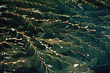 220px Giantkelp2 300