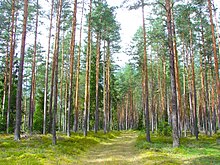 Bachelor of Science Forestry (Botany, Zoology, forestry) in China 3 220px Latvian Forest Tomes pagasts Keguma novads Latvia