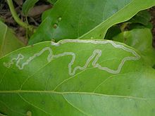 220px Leaf mining