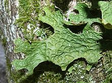 220px Lobaria pulmonaria 010108a