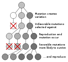 220px Mutation and selection diagram.svg