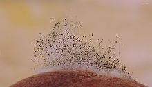220px PinMould on Peach LowMag Scale 2