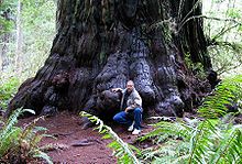 Bachelor of Science Forestry (Botany, Zoology, forestry) in USA 3 220px Redwood M D Vaden