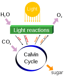 220px Simple photosynthesis overview.svg 1