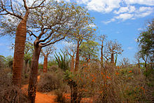 Bachelor of Science Forestry (Botany, Zoology, forestry)Design 3 220px Spiny Forest Ifaty Madagascar