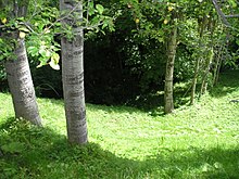 Bachelor of Science Forestry (Botany, Zoology, forestry) Technology 3 220px The forest near Blatets Vinitsa