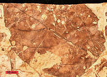 220px ViburnumFossil