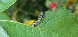 250px Caterpillar feeding on leaf 20140906 121127 cropped