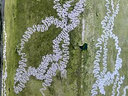250px Land Snail radula tracks