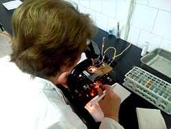 250px Microscopic observation Микроскопирање