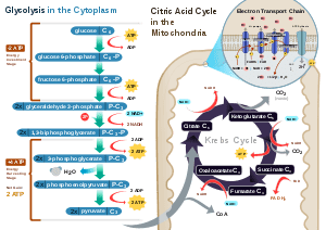 300px CellRespiration.svg