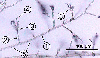 330px Penicillium labeled cropped