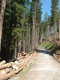 Bachelor of Science Forestry (Botany, Zoology, forestry) White Paper 3 566