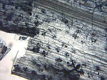 Bachelor of Science Bachelor of Science in (PMIT) – Physics, Mathematics, Information Technology in Admission 3 Arbuscular mycorrhiza microscope 1
